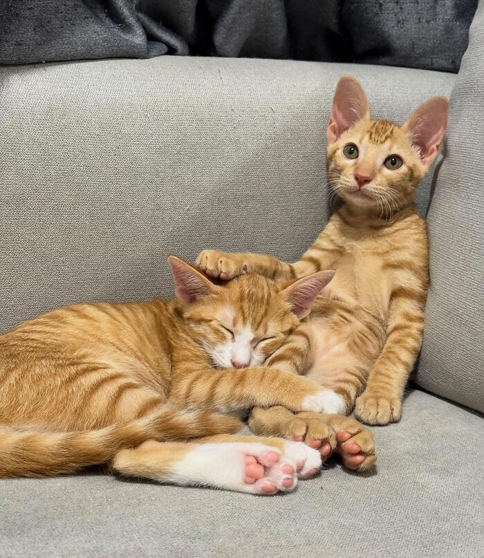 80 Precious Pics Of Kitties That Might Bring Some Sunshine To Your Day