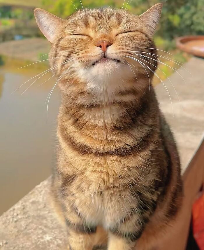 80 Precious Pics Of Kitties That Might Bring Some Sunshine To Your Day