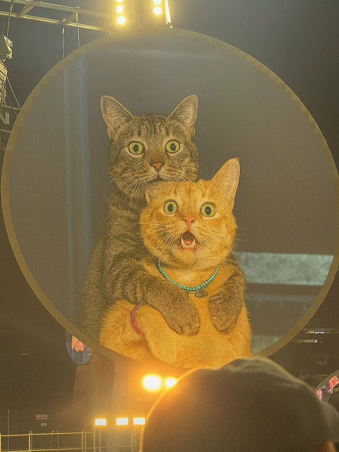 80 Precious Pics Of Kitties That Might Bring Some Sunshine To Your Day
