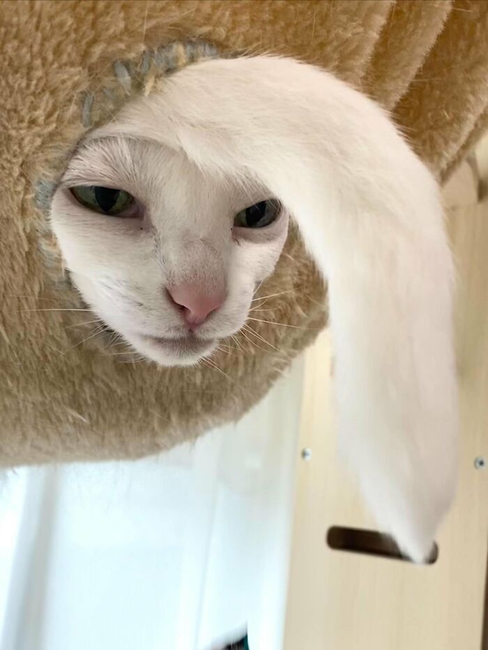 80 Precious Pics Of Kitties That Might Bring Some Sunshine To Your Day