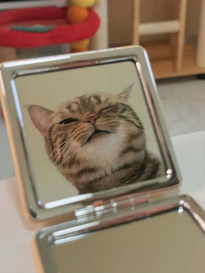 80 Precious Pics Of Kitties That Might Bring Some Sunshine To Your Day