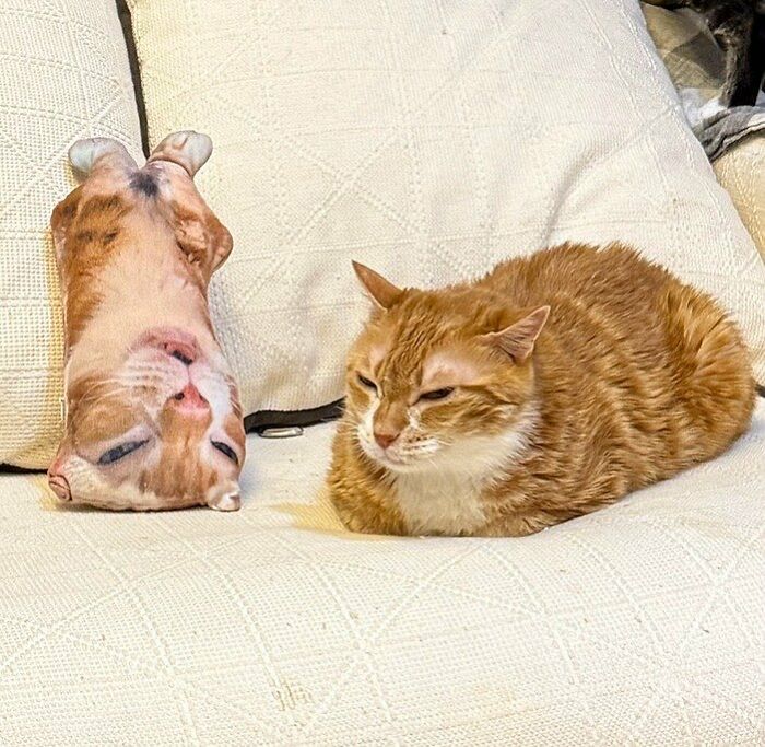 80 Precious Pics Of Kitties That Might Bring Some Sunshine To Your Day