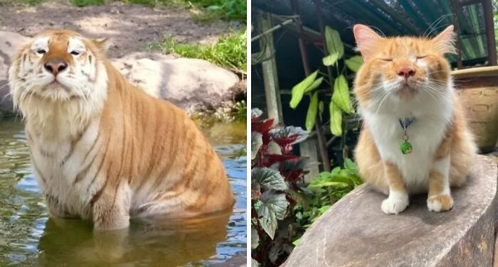 80 Precious Pics Of Kitties That Might Bring Some Sunshine To Your Day
