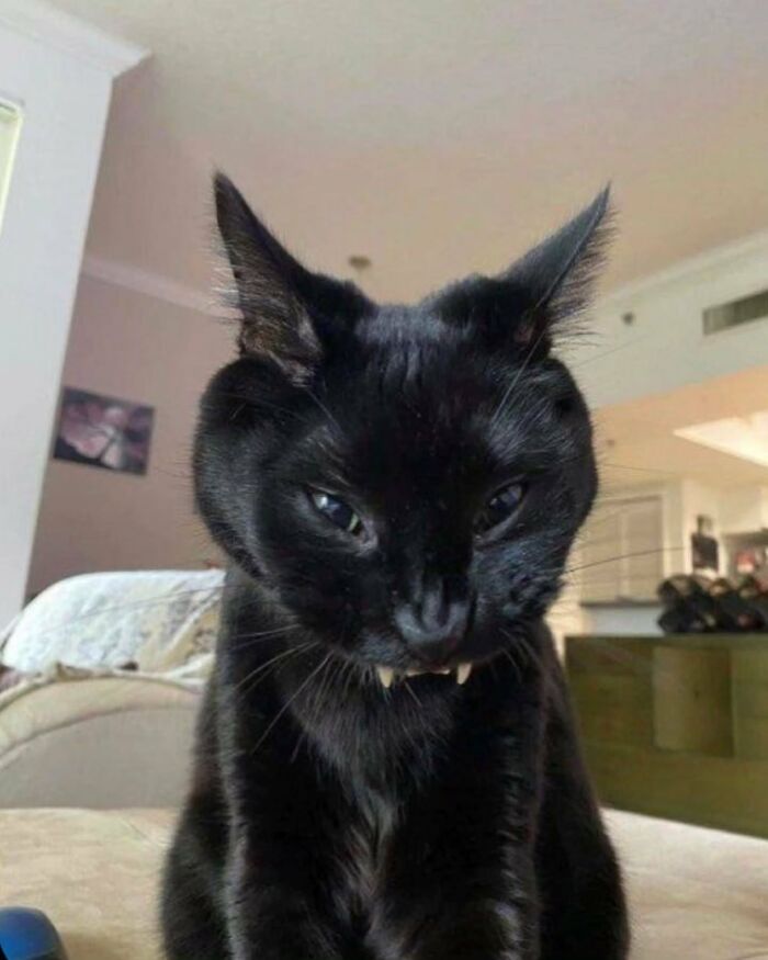 80 Precious Pics Of Kitties That Might Bring Some Sunshine To Your Day