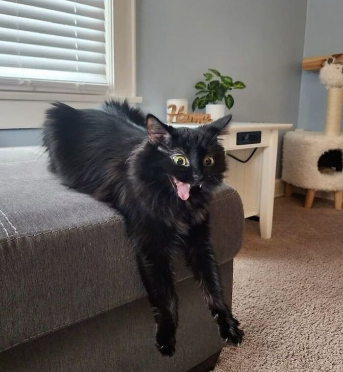 80 Precious Pics Of Kitties That Might Bring Some Sunshine To Your Day