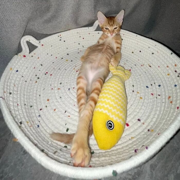 80 Precious Pics Of Kitties That Might Bring Some Sunshine To Your Day