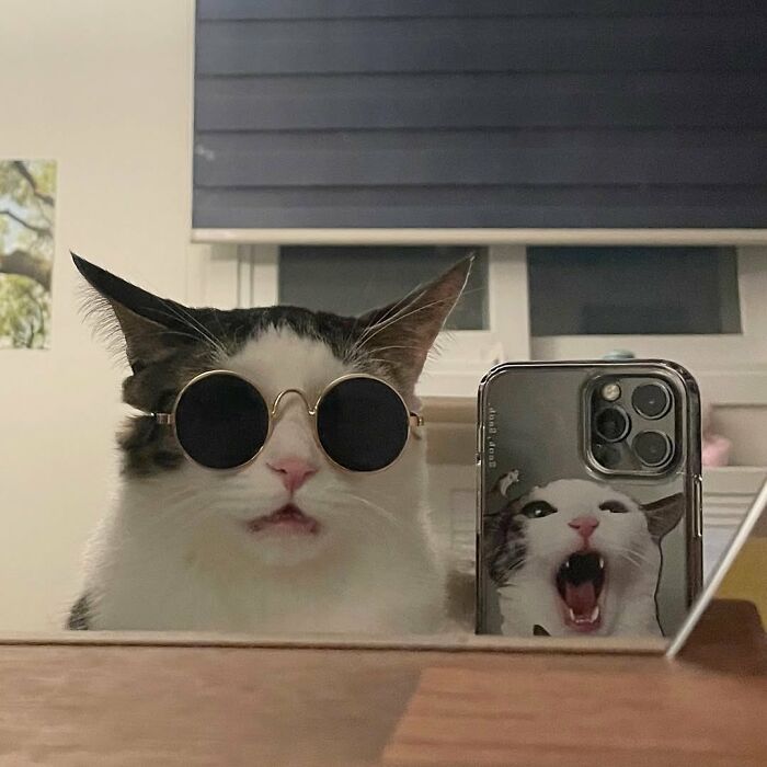 80 Precious Pics Of Kitties That Might Bring Some Sunshine To Your Day
