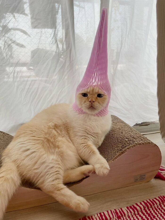 80 Precious Pics Of Kitties That Might Bring Some Sunshine To Your Day