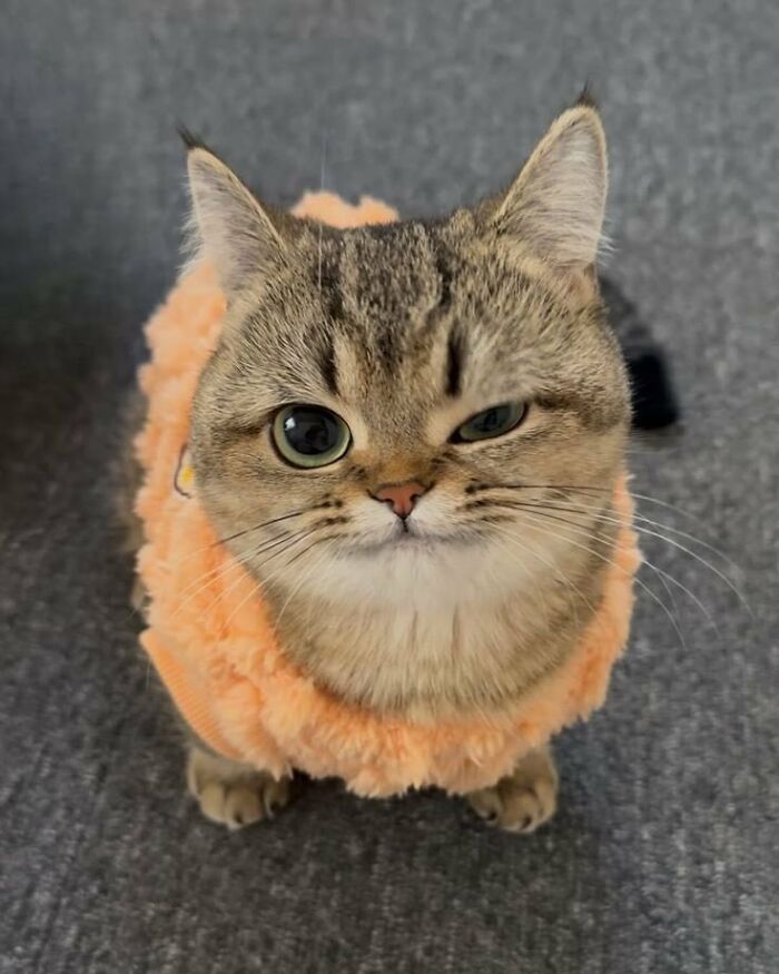 80 Precious Pics Of Kitties That Might Bring Some Sunshine To Your Day