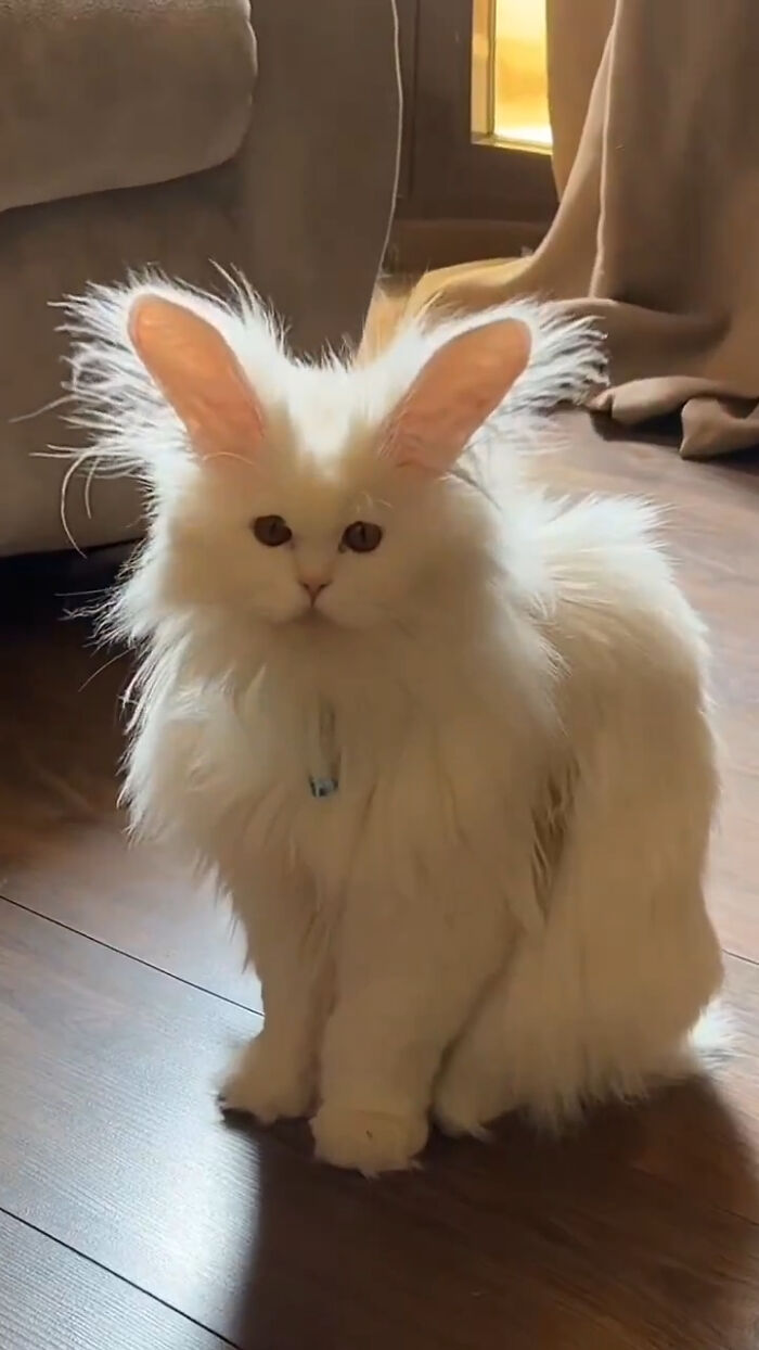 80 Precious Pics Of Kitties That Might Bring Some Sunshine To Your Day