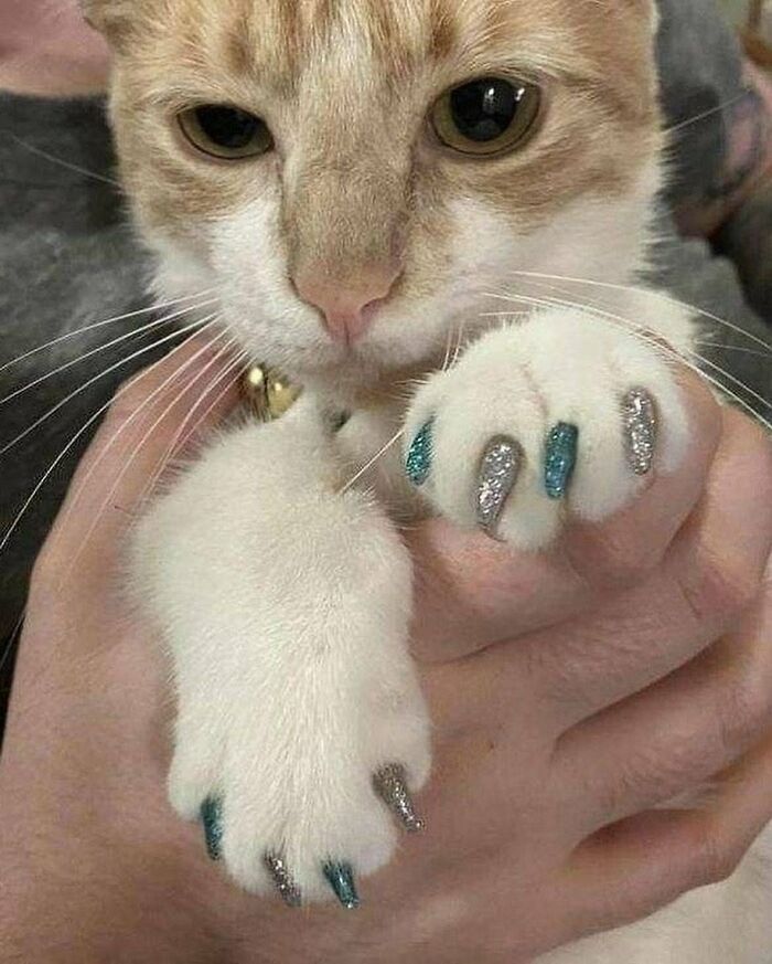 80 Precious Pics Of Kitties That Might Bring Some Sunshine To Your Day