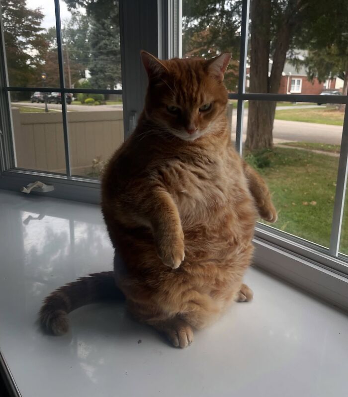 80 Precious Pics Of Kitties That Might Bring Some Sunshine To Your Day