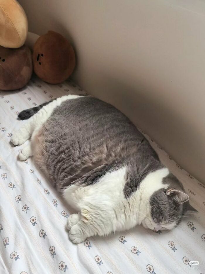 80 Precious Pics Of Kitties That Might Bring Some Sunshine To Your Day
