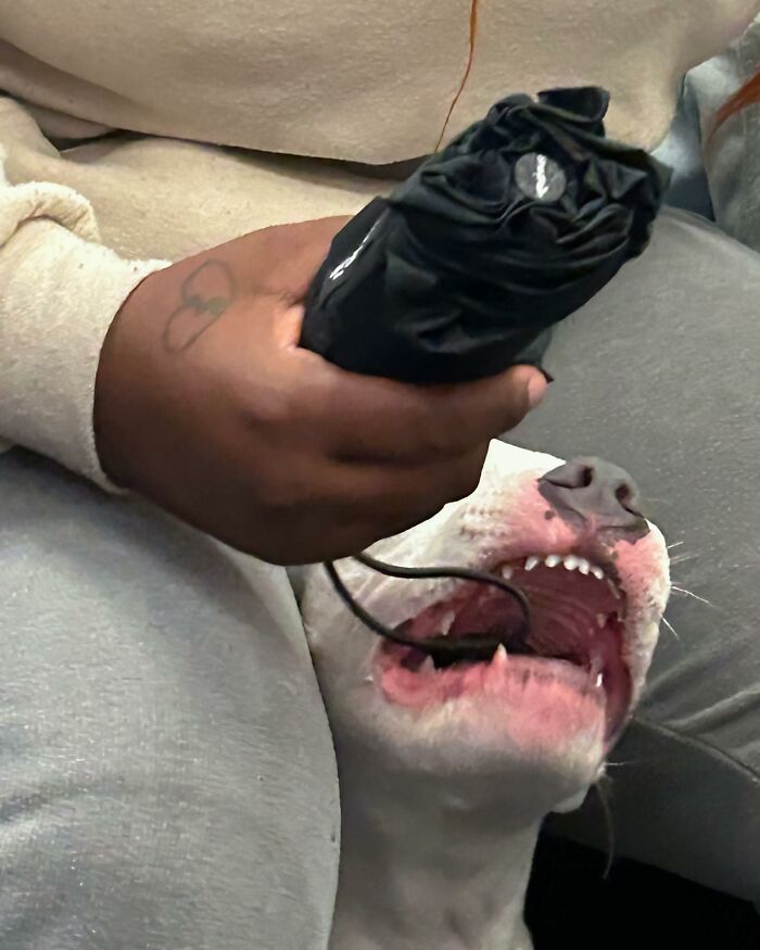 New York Subway Has The Most Unusual Passengers Carrying These 61 Things In Their Hands