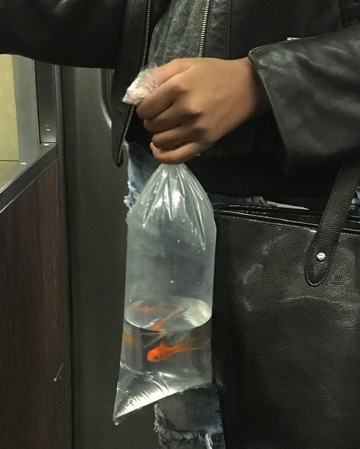 New York Subway Has The Most Unusual Passengers Carrying These 61 Things In Their Hands