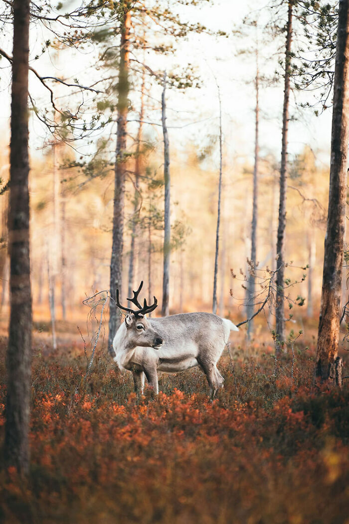 My 10 Favorite Spots To Enjoy Breathtaking Nordic Autumn