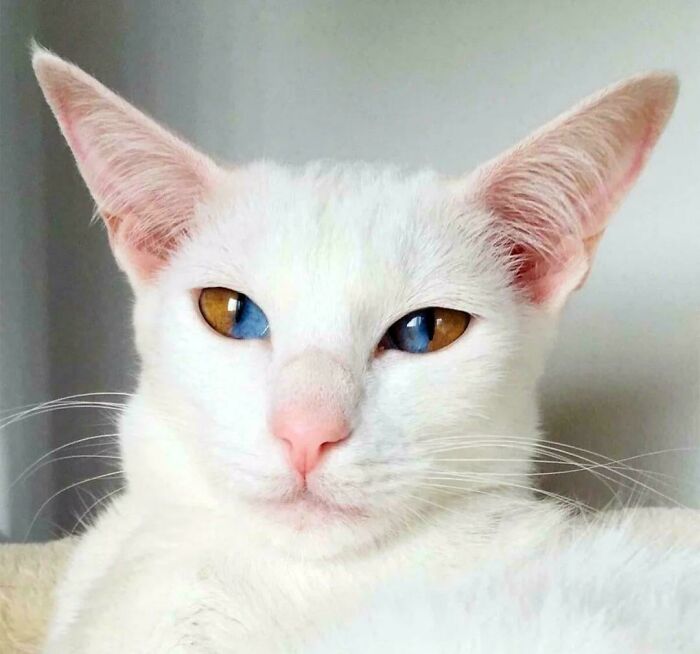 &#8220;Cats Are Aliens&#8221;: 80 Pics Of Cats That Just Might Prove They&#8217;re From Another Planet