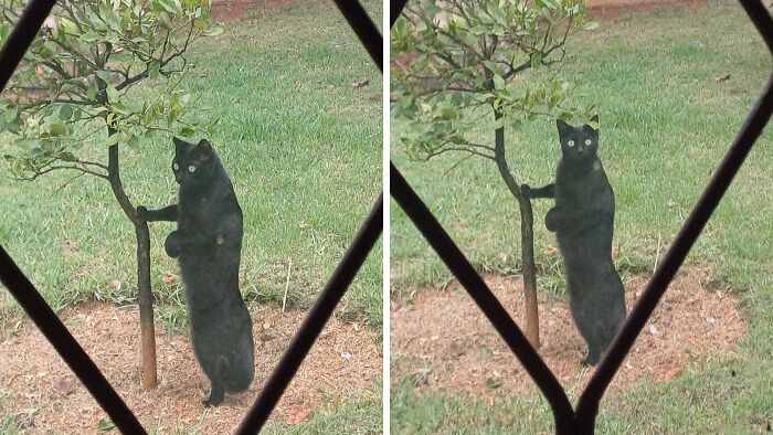 &#8220;Cats Are Aliens&#8221;: 80 Pics Of Cats That Just Might Prove They&#8217;re From Another Planet