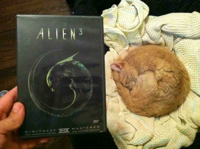 &#8220;Cats Are Aliens&#8221;: 80 Pics Of Cats That Just Might Prove They&#8217;re From Another Planet