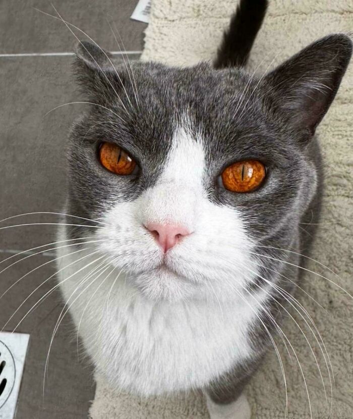 &#8220;Cats Are Aliens&#8221;: 80 Pics Of Cats That Just Might Prove They&#8217;re From Another Planet