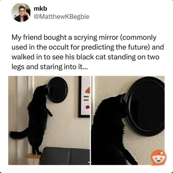 &#8220;Cats Are Aliens&#8221;: 80 Pics Of Cats That Just Might Prove They&#8217;re From Another Planet