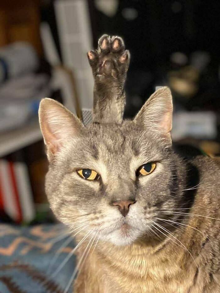 &#8220;Cats Are Aliens&#8221;: 80 Pics Of Cats That Just Might Prove They&#8217;re From Another Planet