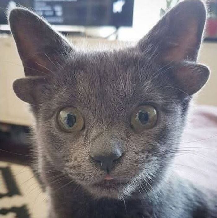 &#8220;Cats Are Aliens&#8221;: 80 Pics Of Cats That Just Might Prove They&#8217;re From Another Planet