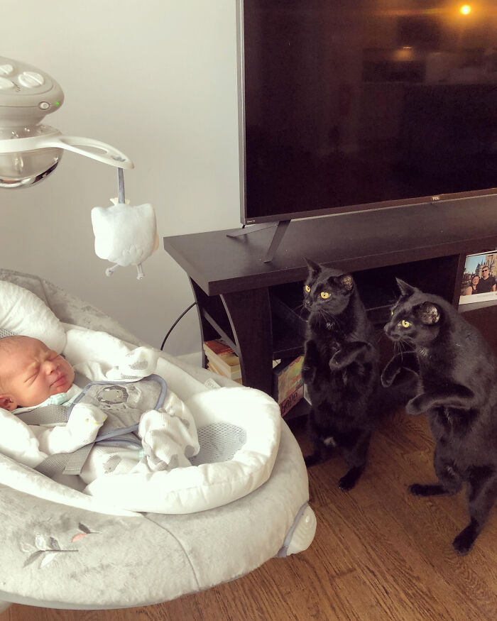 &#8220;Cats Are Aliens&#8221;: 80 Pics Of Cats That Just Might Prove They&#8217;re From Another Planet
