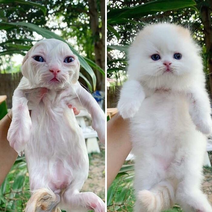 &#8220;Cats Are Aliens&#8221;: 80 Pics Of Cats That Just Might Prove They&#8217;re From Another Planet