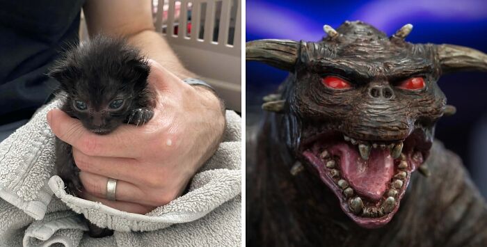 &#8220;Cats Are Aliens&#8221;: 80 Pics Of Cats That Just Might Prove They&#8217;re From Another Planet