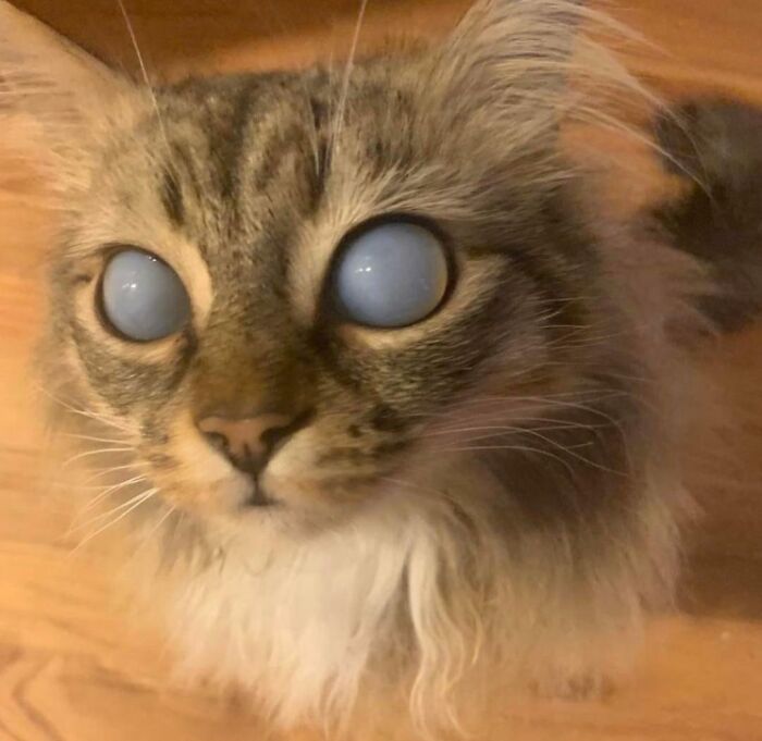 &#8220;Cats Are Aliens&#8221;: 80 Pics Of Cats That Just Might Prove They&#8217;re From Another Planet