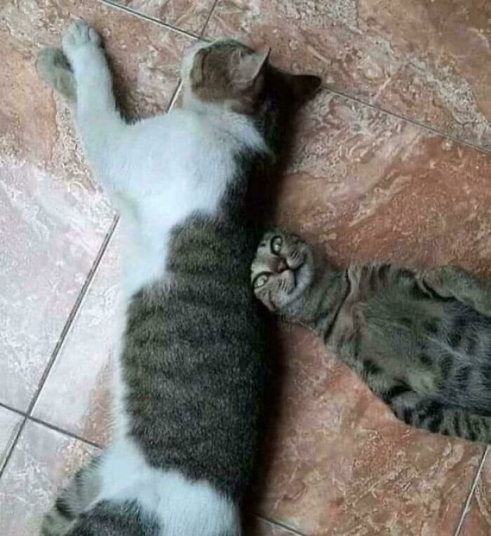 &#8220;Cats Are Aliens&#8221;: 80 Pics Of Cats That Just Might Prove They&#8217;re From Another Planet