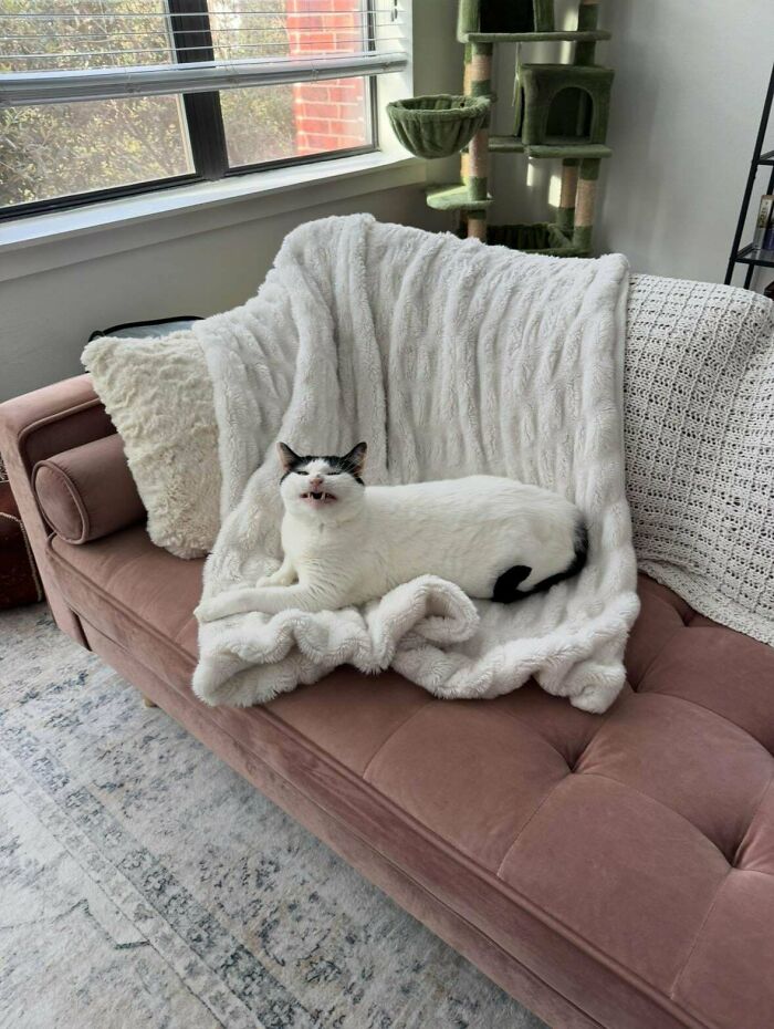 &#8220;Cats Are Aliens&#8221;: 80 Pics Of Cats That Just Might Prove They&#8217;re From Another Planet
