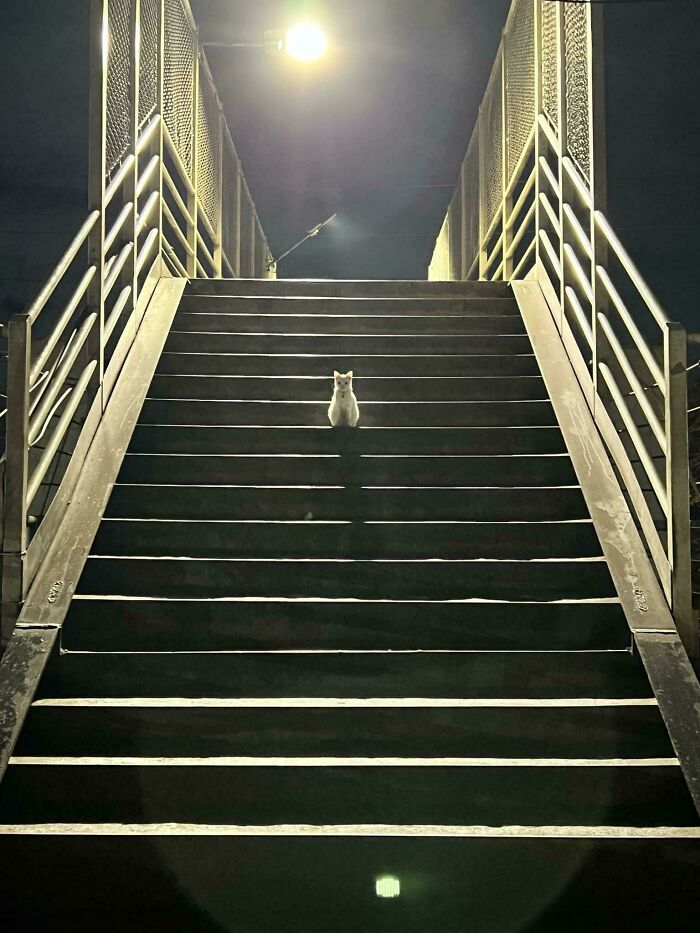 &#8220;Cats Are Aliens&#8221;: 80 Pics Of Cats That Just Might Prove They&#8217;re From Another Planet