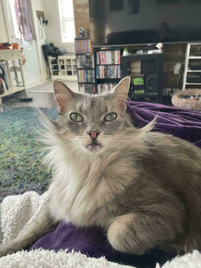&#8220;Cats Are Aliens&#8221;: 80 Pics Of Cats That Just Might Prove They&#8217;re From Another Planet