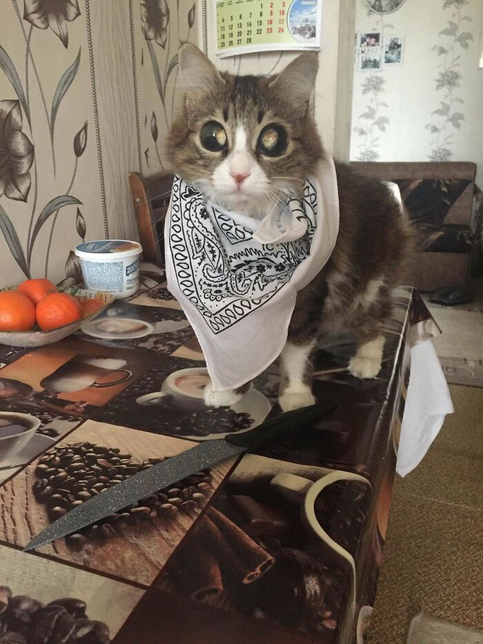 &#8220;Cats Are Aliens&#8221;: 80 Pics Of Cats That Just Might Prove They&#8217;re From Another Planet