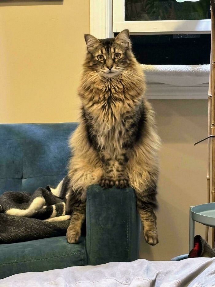 &#8220;Cats Are Aliens&#8221;: 80 Pics Of Cats That Just Might Prove They&#8217;re From Another Planet