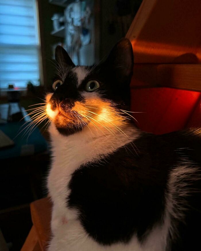 &#8220;Cats Are Aliens&#8221;: 80 Pics Of Cats That Just Might Prove They&#8217;re From Another Planet