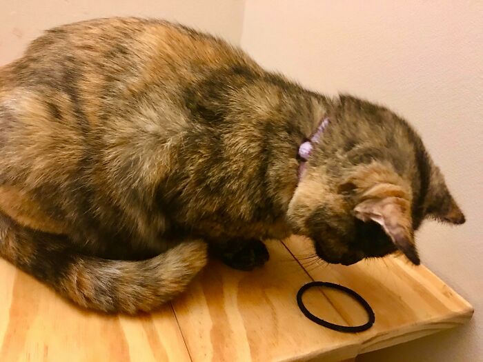 &#8220;Cats Are Aliens&#8221;: 80 Pics Of Cats That Just Might Prove They&#8217;re From Another Planet