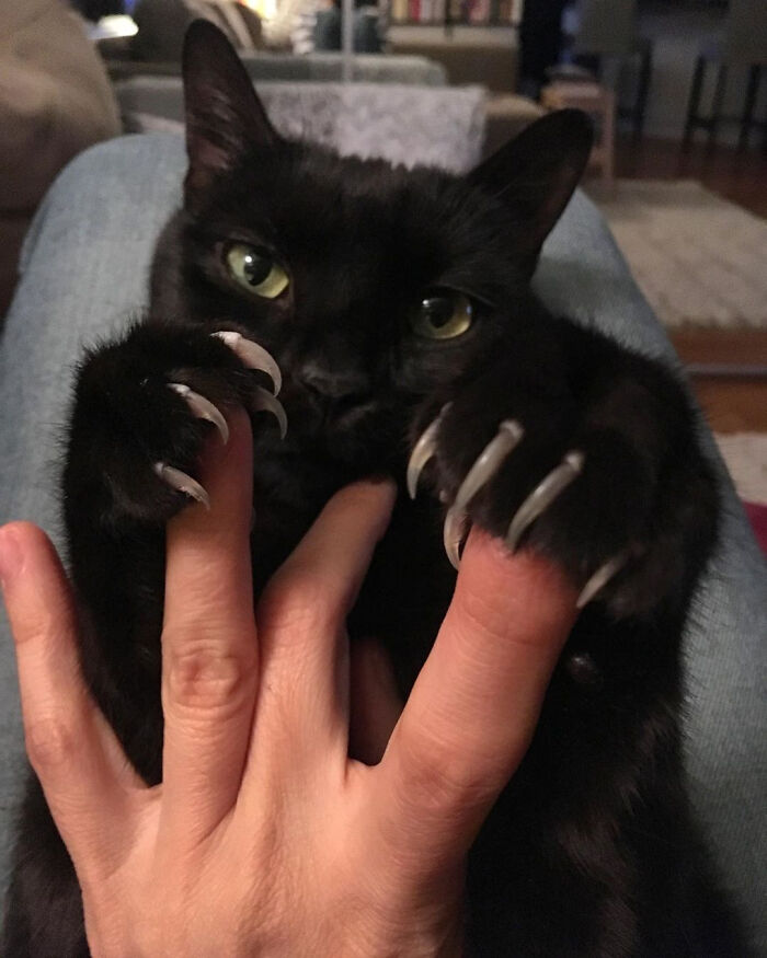 &#8220;Cats Are Aliens&#8221;: 80 Pics Of Cats That Just Might Prove They&#8217;re From Another Planet
