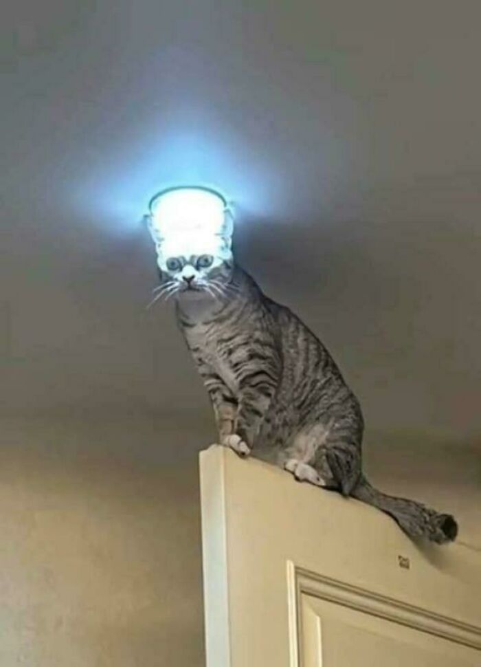 &#8220;Cats Are Aliens&#8221;: 80 Pics Of Cats That Just Might Prove They&#8217;re From Another Planet