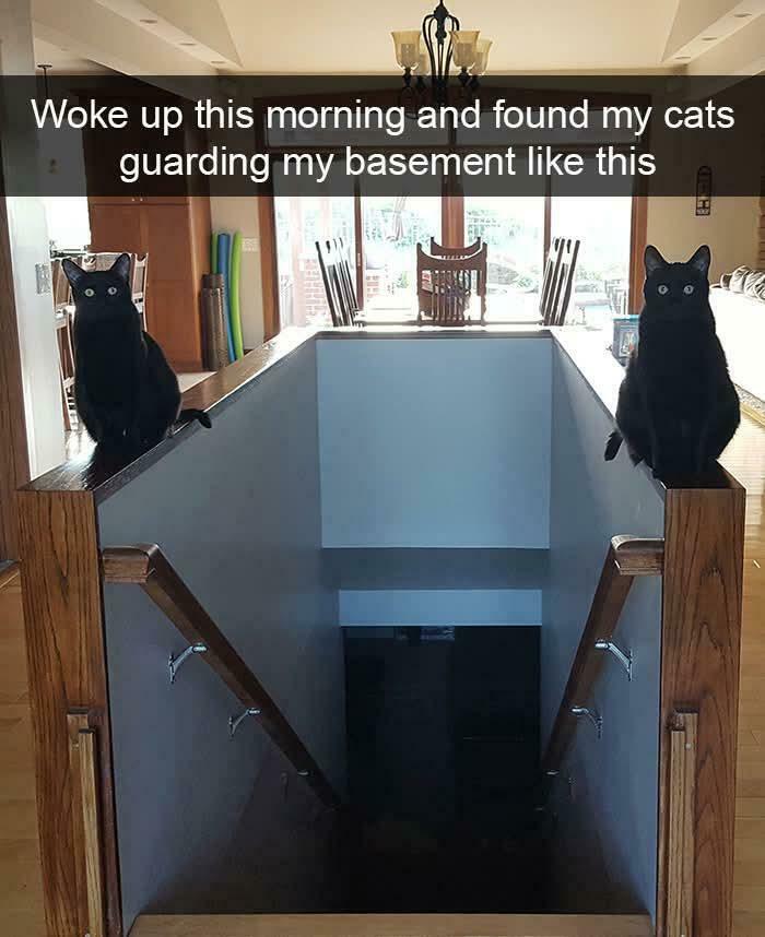 &#8220;Cats Are Aliens&#8221;: 80 Pics Of Cats That Just Might Prove They&#8217;re From Another Planet