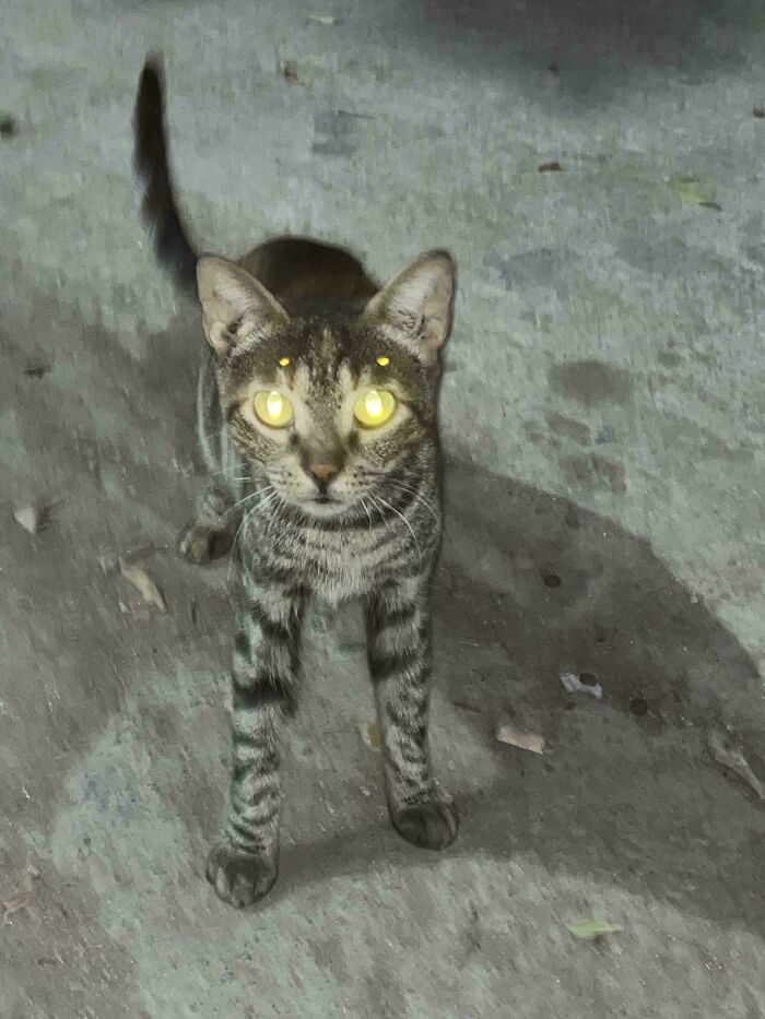 &#8220;Cats Are Aliens&#8221;: 80 Pics Of Cats That Just Might Prove They&#8217;re From Another Planet