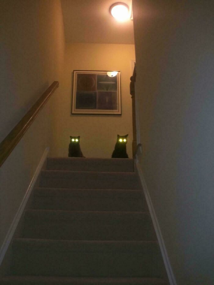 &#8220;Cats Are Aliens&#8221;: 80 Pics Of Cats That Just Might Prove They&#8217;re From Another Planet
