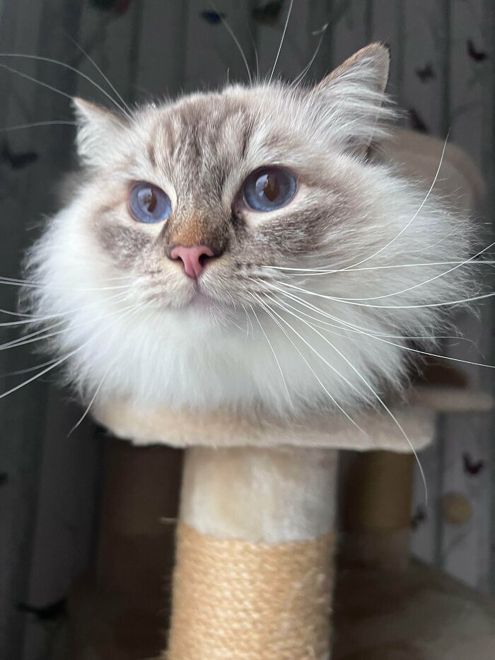 &#8220;Cats Are Aliens&#8221;: 80 Pics Of Cats That Just Might Prove They&#8217;re From Another Planet