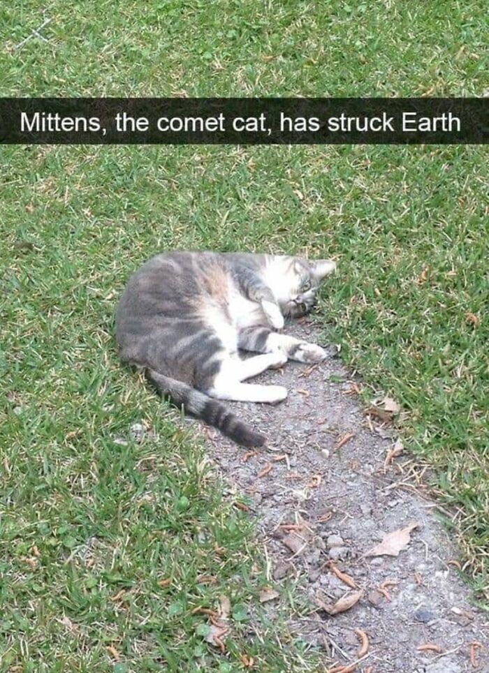 &#8220;Cats Are Aliens&#8221;: 80 Pics Of Cats That Just Might Prove They&#8217;re From Another Planet