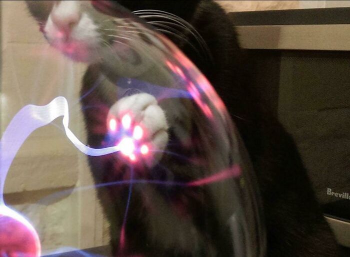 &#8220;Cats Are Aliens&#8221;: 80 Pics Of Cats That Just Might Prove They&#8217;re From Another Planet