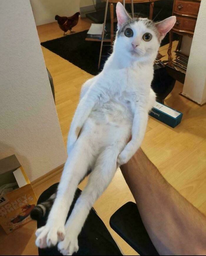 &#8220;Cats Are Aliens&#8221;: 80 Pics Of Cats That Just Might Prove They&#8217;re From Another Planet
