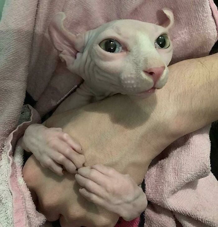 &#8220;Cats Are Aliens&#8221;: 80 Pics Of Cats That Just Might Prove They&#8217;re From Another Planet