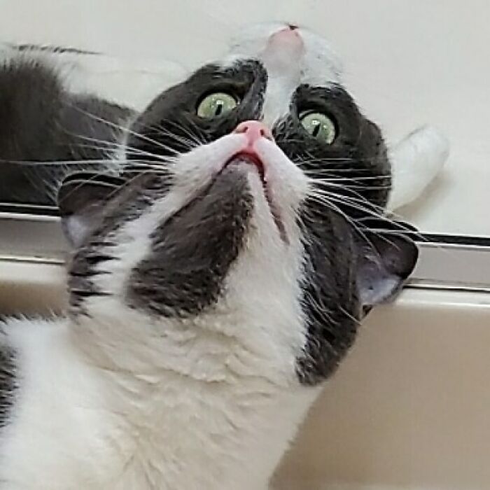 &#8220;Cats Are Aliens&#8221;: 80 Pics Of Cats That Just Might Prove They&#8217;re From Another Planet